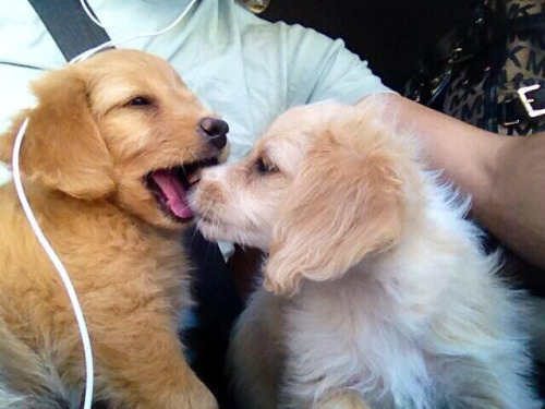 cute puppies on Tumblr