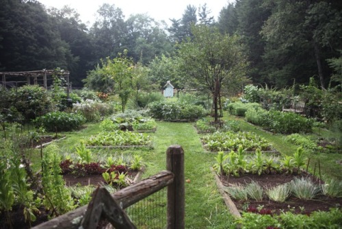 vegetable garden | Tumblr