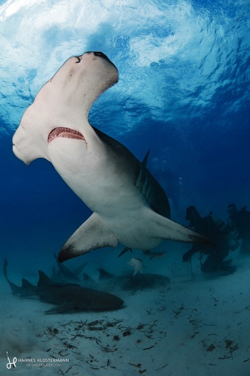 hammerhead shark on Tumblr
