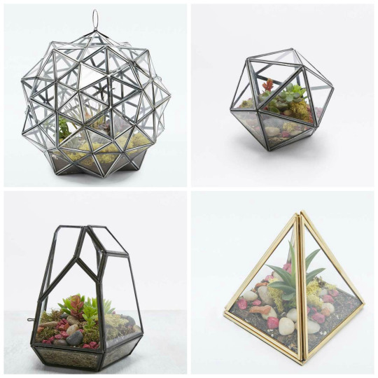 Modern Geometric Terrariums