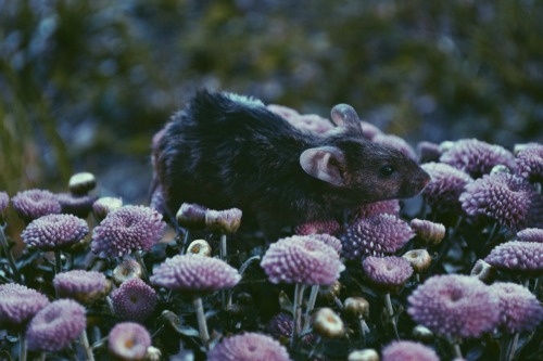 savannamatsonart:Mice in Flowers