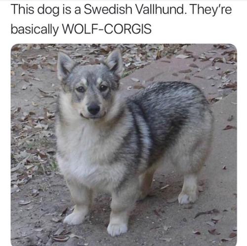 srsfunny