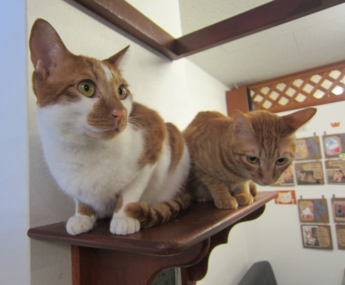  Cat  Cafe  Nyanny Kobe  Japan 