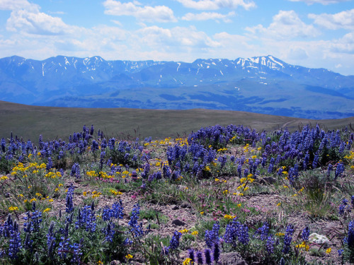 americasgreatoutdoors:Wildflowers and epic views make Wyoming’s...