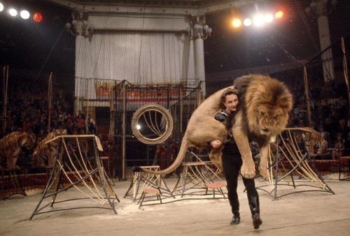 Lion tamer carries a 130 kg (286 lbs) lion, Moscow 1966. Check this blog!