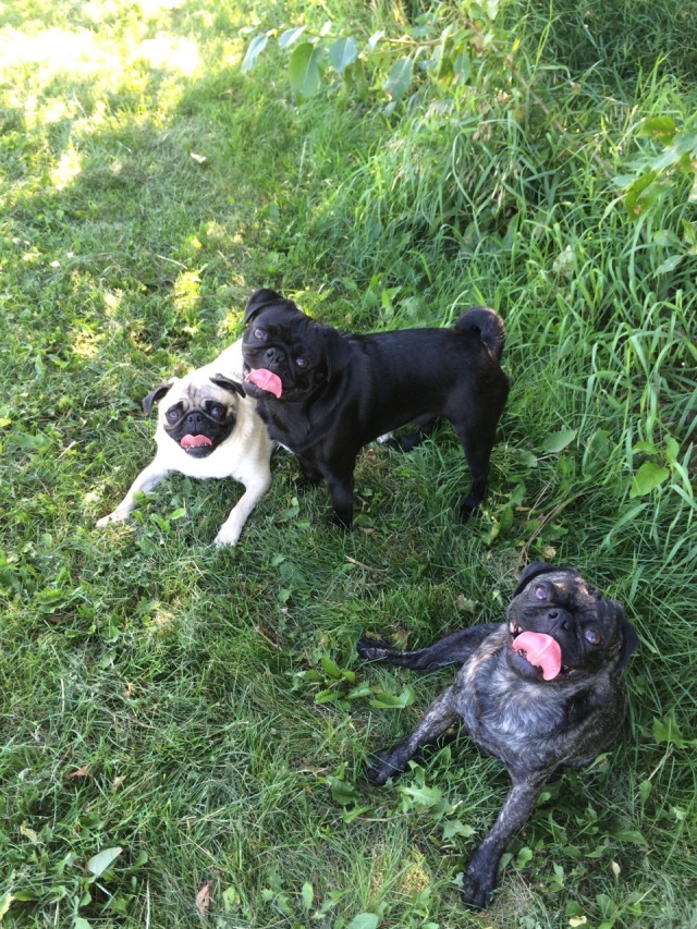 Pugs, Pugs and Pugs! — Pistol, Bullet and Sniper all tired out from ...