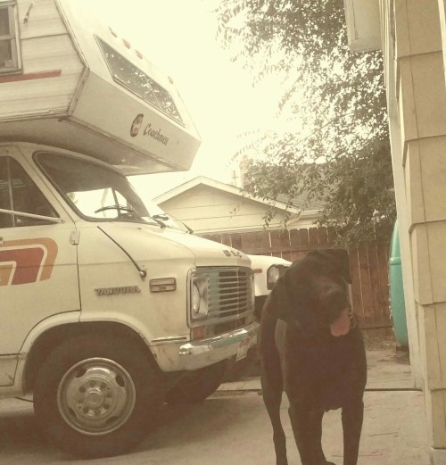 Hangin in the driveway with my big goofy dog