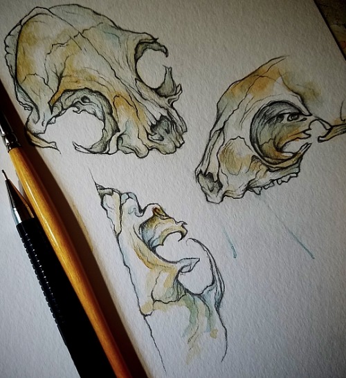 curiouscanvas:skull studies