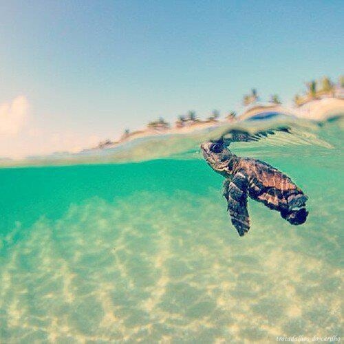 baby turtle on Tumblr