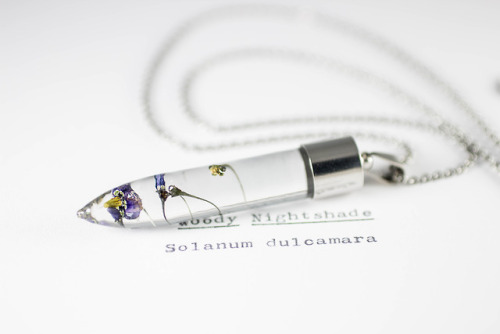 mossofthewoodsjewelry:Woody Nightshade (Solanum dulcamara)