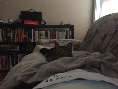 Me: It is too hot to wear the blanket and let you sleep on my thighs.Cat: LAP!Me: But it’s hot. You think it’s hot too.Cat: LAP!Me: …Cat: LAP!Me: Fine.Cat: *loud motorboat sound*