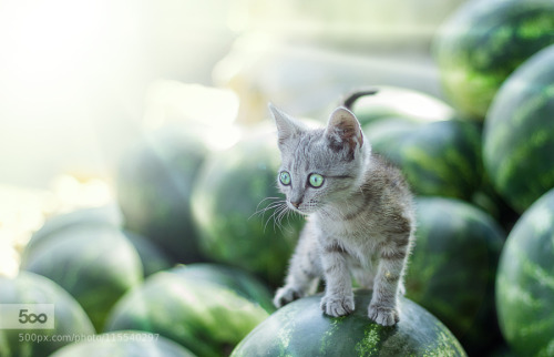 600d beautiful beauty canon cat cute eyes flare green kitten light melon ray summer sun sweet waterm