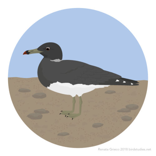 renatagrieco:September 6, 2018 - Sooty Gull or Hemprich’s Gull...