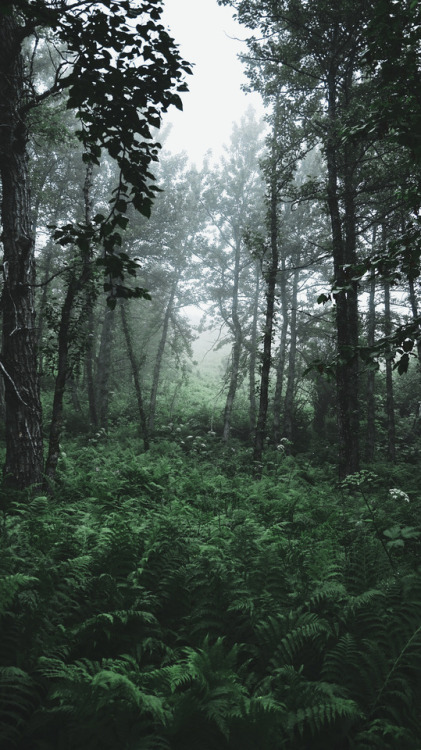 90377:foggy forest by Sam N