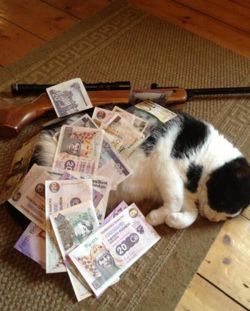 gifsboom:Cats with money.Crabs with cigarettes