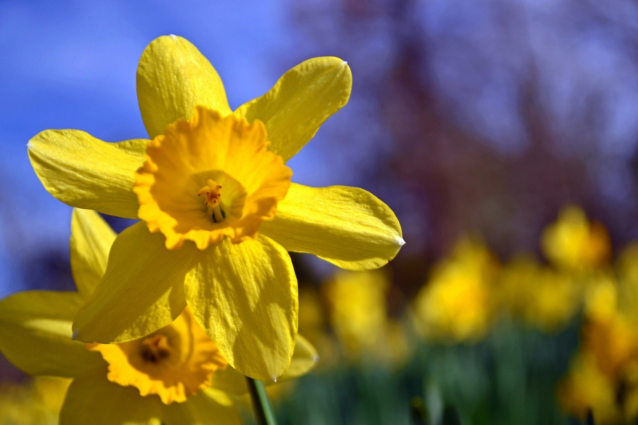 Moose Photography's Tourin' Texas — Mrs. Lee’s Daffodil Garden in ...