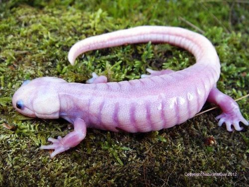 leucistic alligator | Tumblr