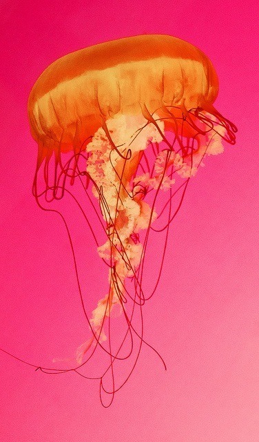 jellyfish shower cap