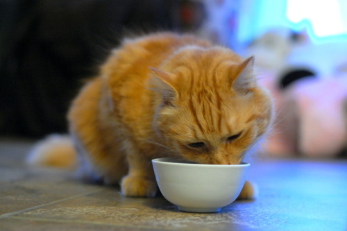 pabuthefirecat