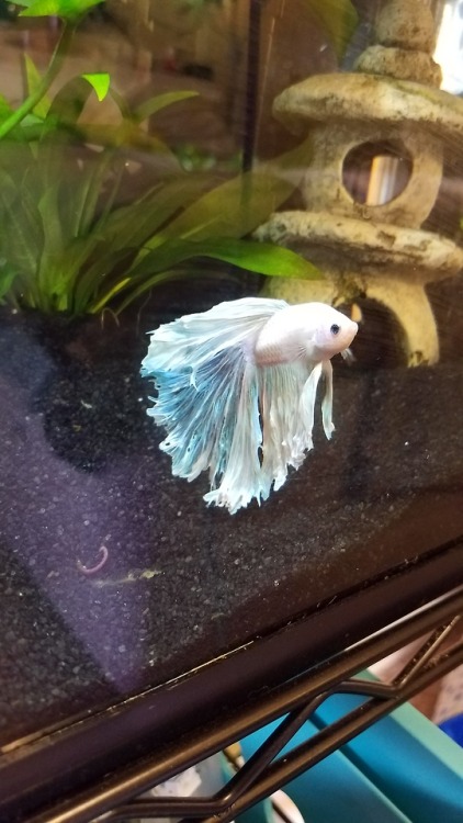 white betta | Tumblr