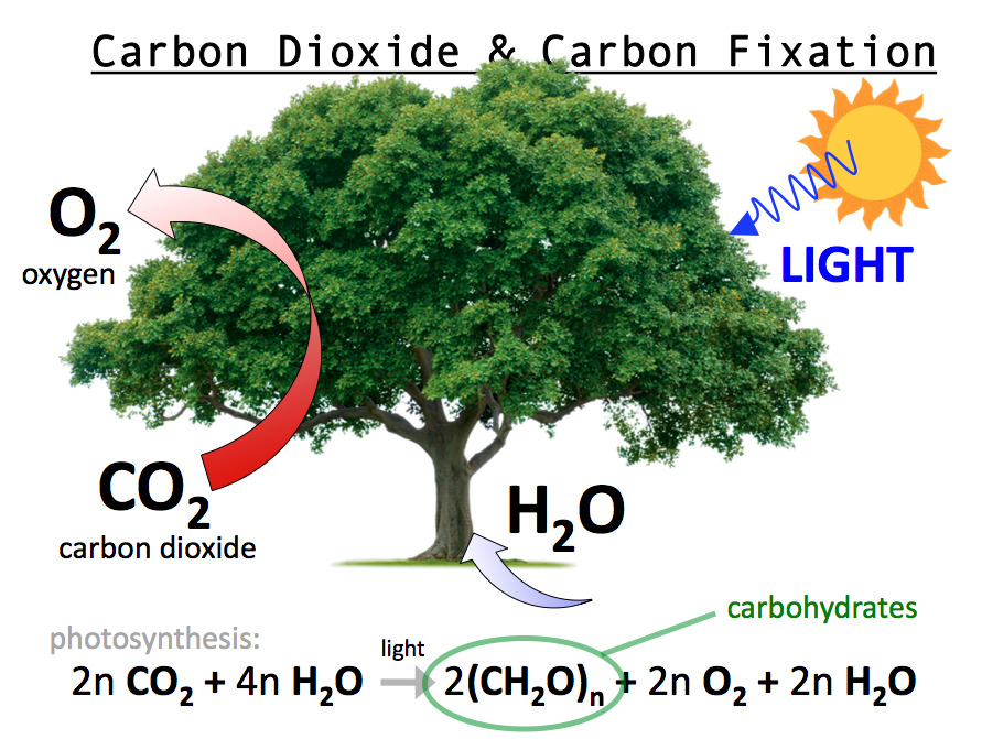 organic chemistry reactivity of carbon dioxide