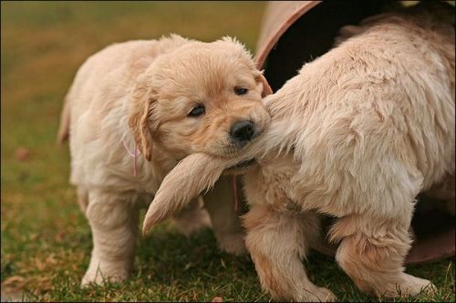 Today’s Cute Puppy