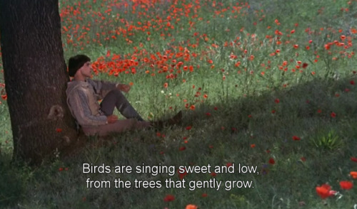 freshmoviequotes:Brother Sun, Sister Moon (1972)