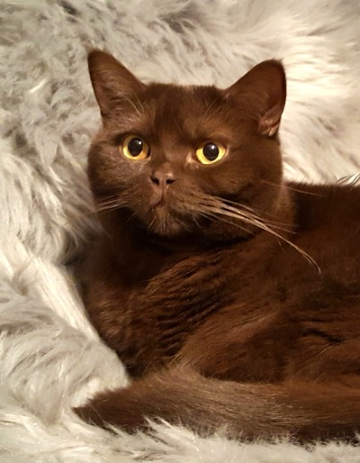 Chocolate Smoke British Shorthair - British Shorthair