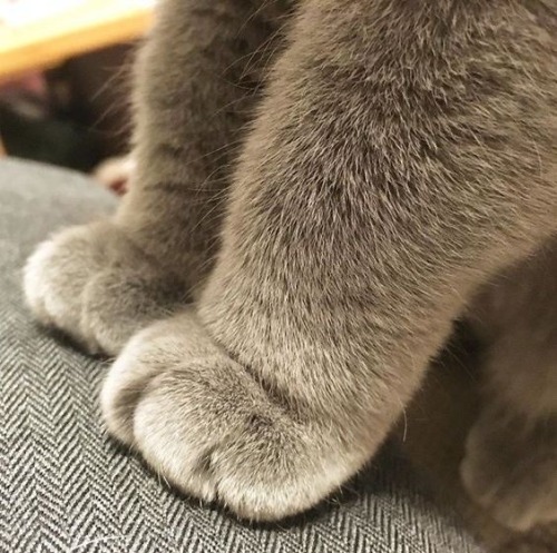 kitty