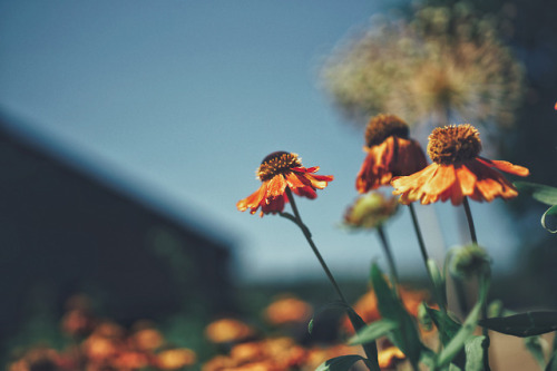 atraversso:Flowers always make people better, happier, and...