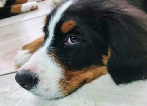 handsomedogs:This is Moss, my cousin’s bernese mountain dog! You...