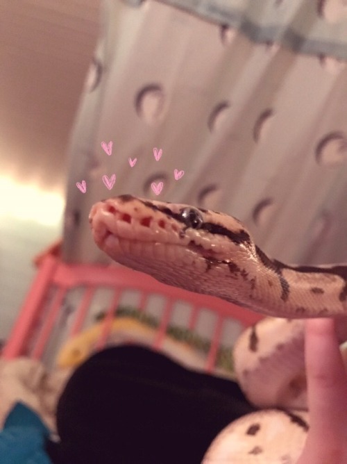 william-snekspeare:erpprincess:william-snekspeare:Monty is...