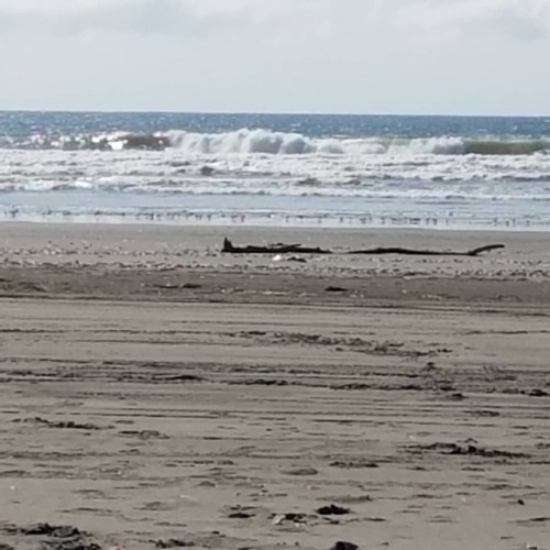 Hanging at the beach for the day (at Ocean Shores, Washington)