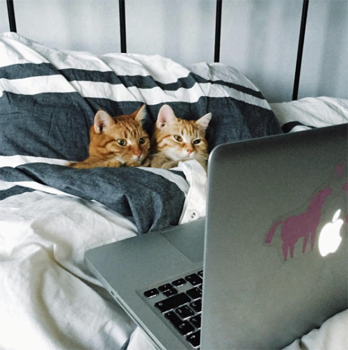 tastefullyoffensive:They’re watching ‘The Aristocats’...