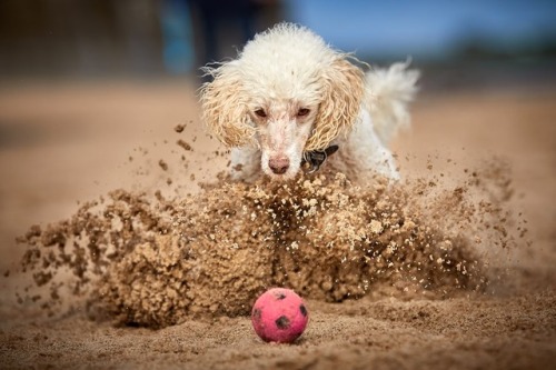 blueboyluca:The Guardian: Dog Photographer of the Year 2018 – in...