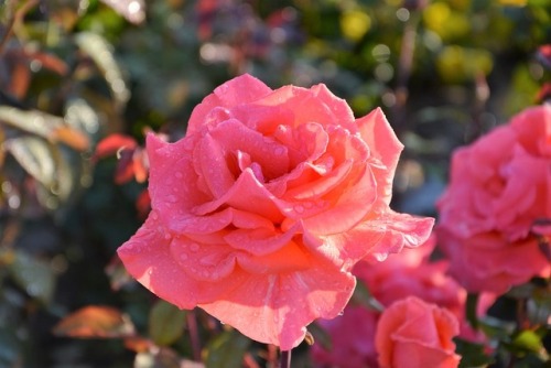 lovecuddle:Pink | Nature | Roses