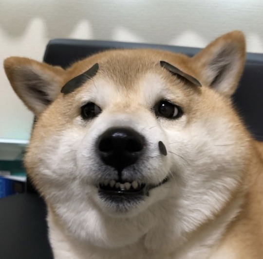 chonky shiba inu