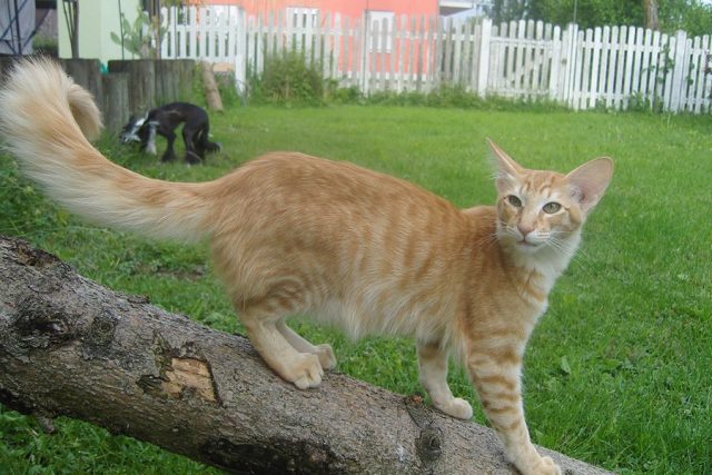 mackeral tabby cat mackeral tabby cat