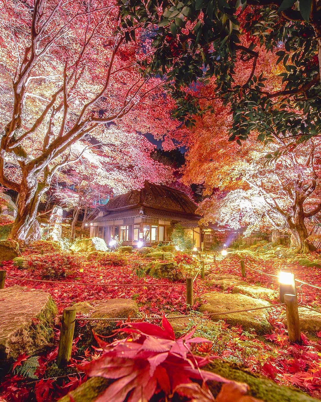 Autumn Colours in Japan | © Manabe Hisanori - SAPERE AUDE
