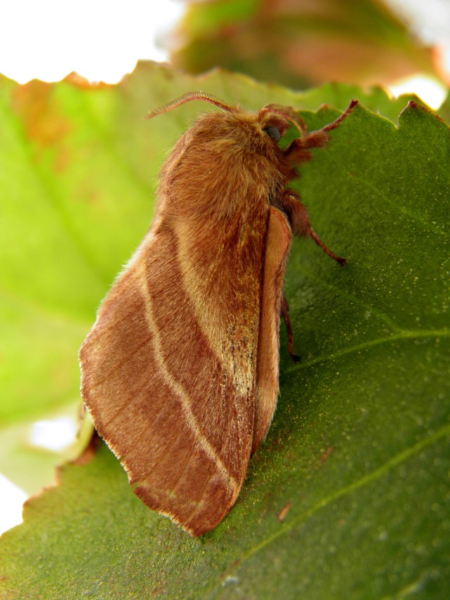 My Eastern Tent Caterpillar Finally Emerged The Summer Of Moths