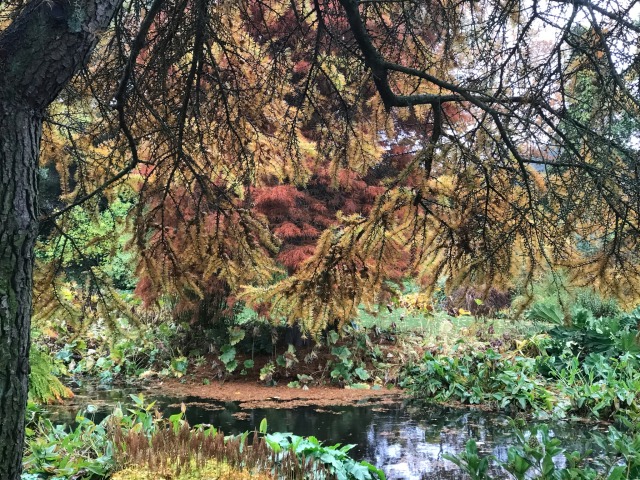 weeping nootka false cypress turning brown