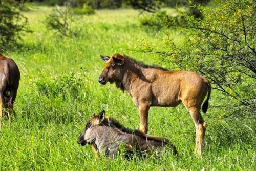 wapiti3:Blue wildebeest (Connochaetes taurinus)Arno Meintjes...