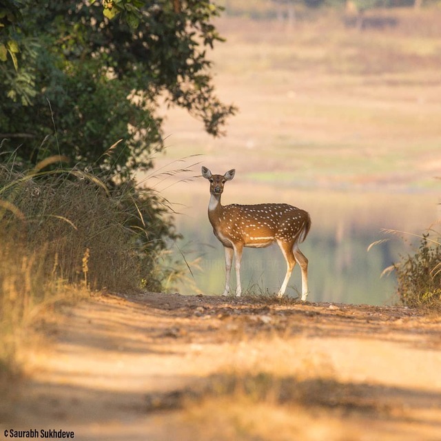 Discover India — Indian Deer . @discover_india : The chital or...