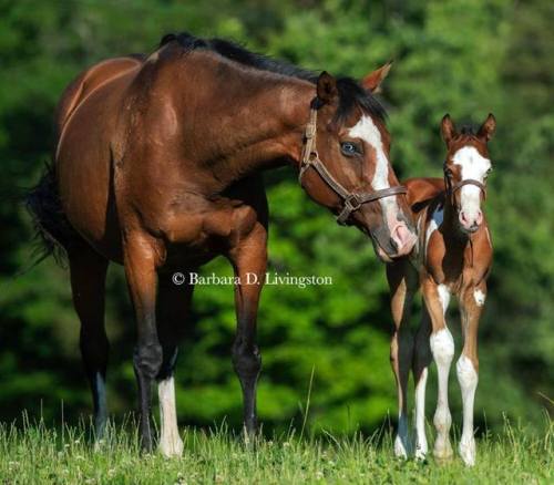 all-the-horses:Streaking GlimmerBlue Eyed Streaker x Northern...