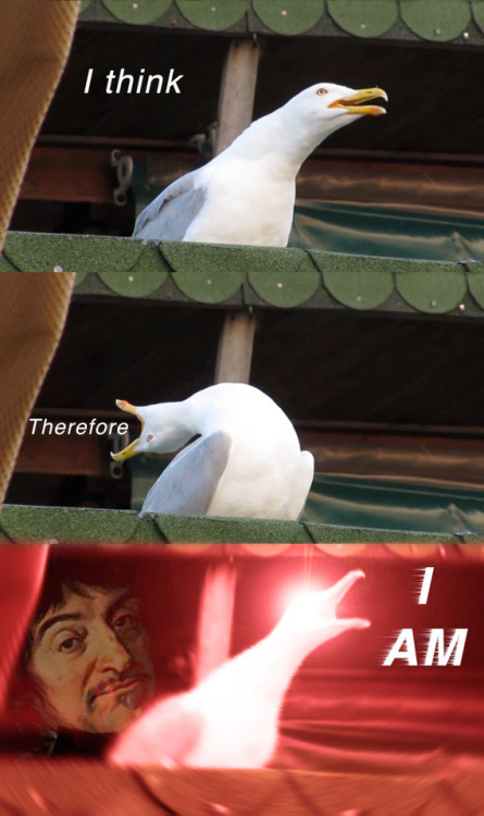 inhaling seagull memes | Tumblr