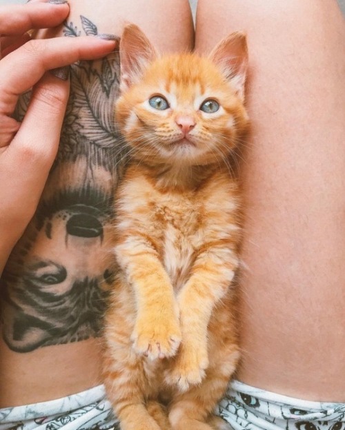 protect-and-love-animals:This cat is so cute