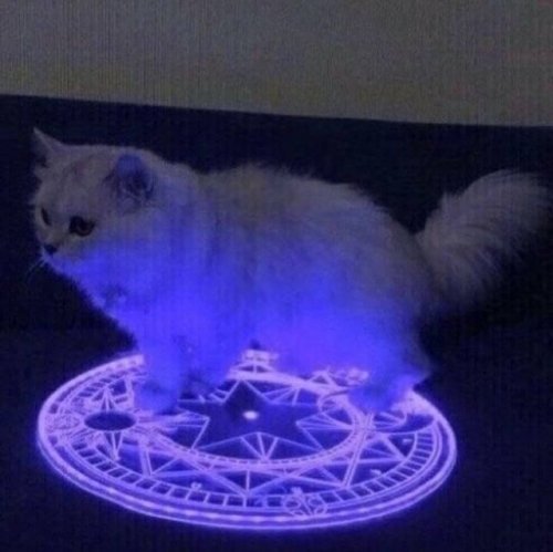 writing-prompt-s:Image Prompt‘A cat. It summoned a...