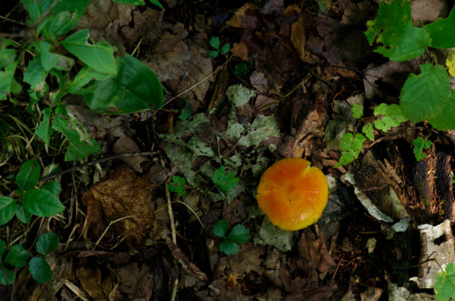 mostlythemarsh:Forest Floor