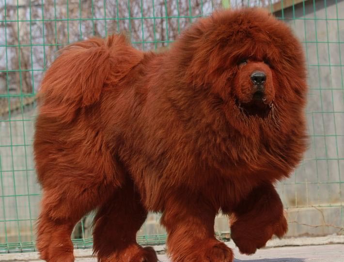 Tibetan Mastiff - The Lion Dog