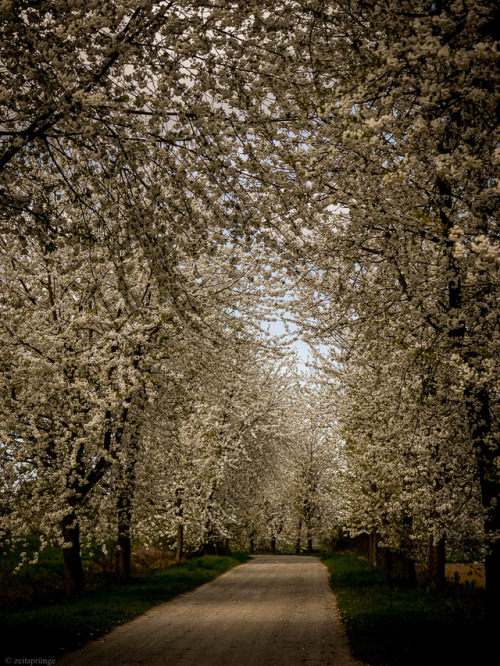 photographers on tumblr harz mountains childhood memories cherry tree
